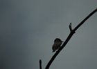 Olive-sided Flycatcher (19)