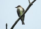 Olive-sided Flycatcher (2)