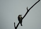 Olive-sided Flycatcher (20)