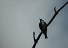 Olive-sided Flycatcher (21)