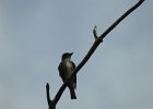 Olive-sided Flycatcher (22)
