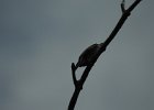 Olive-sided Flycatcher (23)