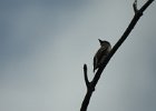 Olive-sided Flycatcher (25)
