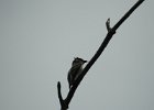 Olive-sided Flycatcher (26)