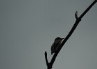 Olive-sided Flycatcher (27)