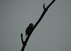 Olive-sided Flycatcher (28)