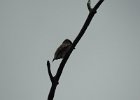 Olive-sided Flycatcher (29)