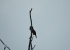 Olive-sided Flycatcher (3)