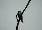Olive-sided Flycatcher (30)