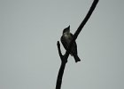 Olive-sided Flycatcher (31)