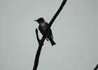 Olive-sided Flycatcher (32)