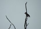 Olive-sided Flycatcher (34)