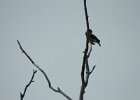Olive-sided Flycatcher (35)