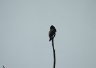 Olive-sided Flycatcher (37)