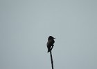 Olive-sided Flycatcher (38)