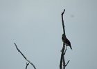 Olive-sided Flycatcher (4)