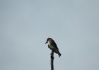 Olive-sided Flycatcher (40)