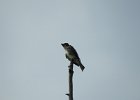 Olive-sided Flycatcher (43)