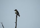 Olive-sided Flycatcher (44)