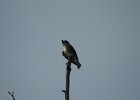 Olive-sided Flycatcher (45)