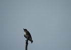 Olive-sided Flycatcher (47)
