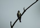 Olive-sided Flycatcher (5)