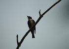 Olive-sided Flycatcher (6)