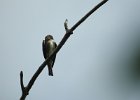 Olive-sided Flycatcher (7)