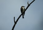 Olive-sided Flycatcher (8)