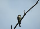 Olive-sided Flycatcher (9)