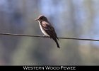 048 - 565 Western Wood-Pewee