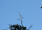 Western Wood-Pewee (27)