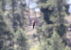 Western Wood-Pewee (28)