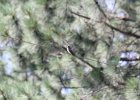 Western Wood-Pewee (30)