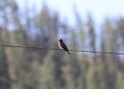 Western Wood-Pewee (31)