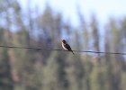 Western Wood-Pewee (32)
