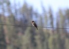 Western Wood-Pewee (33)