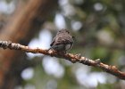 Western Wood-Pewee (35)