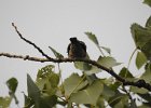 Western Wood-Pewee (36)