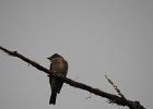 Western Wood-Pewee (37)