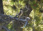 Western Wood-Pewee (42)