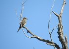 Western Wood-Pewee (43)
