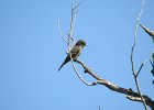 Western Wood-Pewee (44)