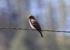 Western Wood-Pewee (45)