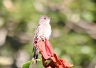 Western Wood-Pewee (46)