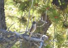 Western Wood-Pewee (48)