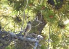 Western Wood-Pewee (49)