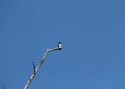 Western Wood-Pewee (5)