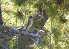 Western Wood-Pewee (50)