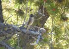Western Wood-Pewee (51)